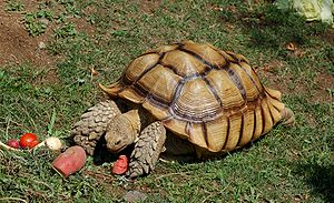 Not the same tortoise that we met