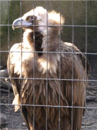 Ugly Vulture