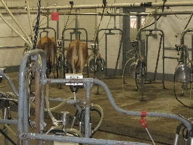 Cow milking apparatus