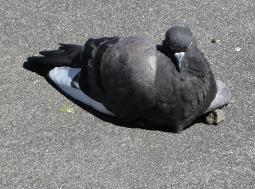 The sitting pigeon