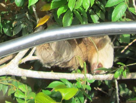Juvenile Two-toed Sloth
