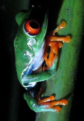 treefrog.2