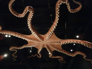 really big octopus