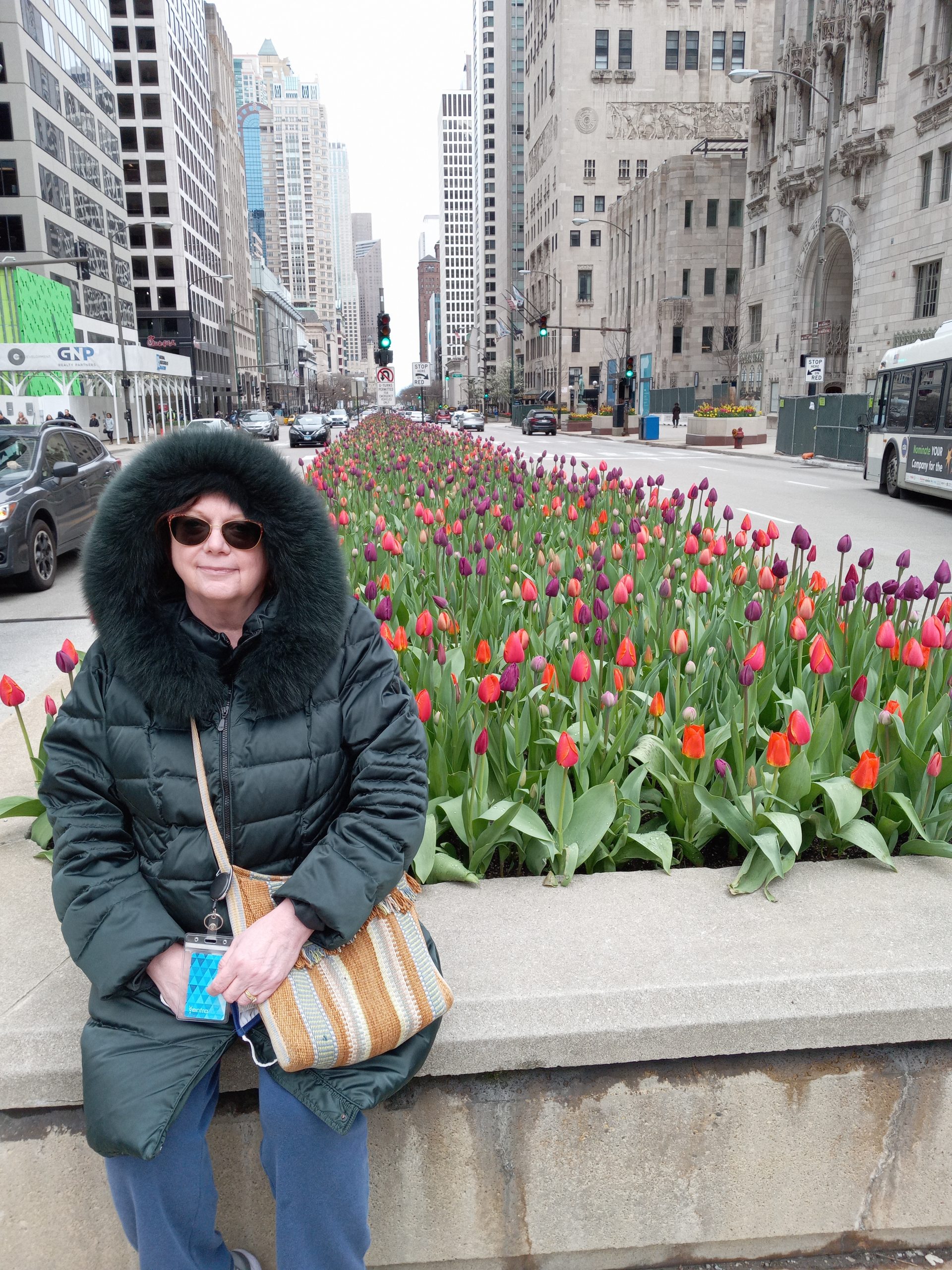 CVH sitting by tulips in the middle of Michigan Avenue